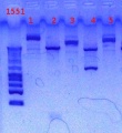 Thumbnail for version as of 15:14, 28 December 2012