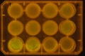 Thumbnail for version as of 17:42, 26 January 2011