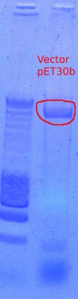 455 vecter digest 10.26.2011.JPG