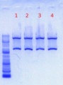 Thumbnail for version as of 13:34, 10 May 2012