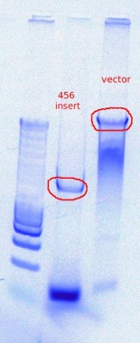 456 PCR digest 11.3.2011.JPG
