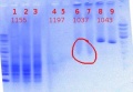 Thumbnail for version as of 10:29, 7 June 2012