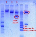 Thumbnail for version as of 15:07, 4 April 2012