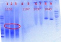 Thumbnail for version as of 10:07, 7 June 2012