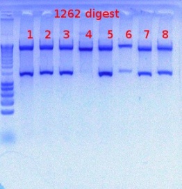 1262 digest detct 7-19-2012.JPG
