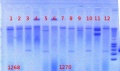 Thumbnail for version as of 14:21, 30 July 2012