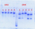 Thumbnail for version as of 13:11, 5 August 2013
