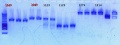 Thumbnail for version as of 17:31, 9 January 2013