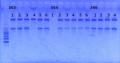 Thumbnail for version as of 14:34, 13 May 2013