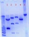 Thumbnail for version as of 16:39, 2 September 2011