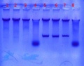 Thumbnail for version as of 16:10, 8 August 2011