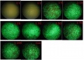 Thumbnail for version as of 11:50, 26 October 2011