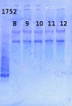 Thumbnail for version as of 12:03, 31 May 2013