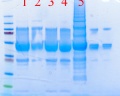 Thumbnail for version as of 16:11, 1 April 2011