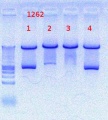 Thumbnail for version as of 17:55, 2 August 2012