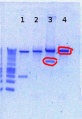 Thumbnail for version as of 12:58, 27 December 2012