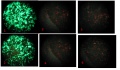Thumbnail for version as of 11:23, 16 November 2013