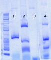 Thumbnail for version as of 12:18, 18 June 2012