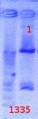 Thumbnail for version as of 13:28, 24 August 2012