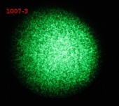 1007-3 transfection 1-21-2012.JPG