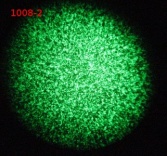 1008-2 transfection 1-21-2012.JPG