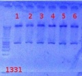 Thumbnail for version as of 13:57, 24 August 2012
