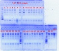 Thumbnail for version as of 12:55, 22 May 2012