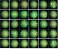 Thumbnail for version as of 16:44, 4 May 2016