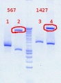 Thumbnail for version as of 17:17, 19 November 2012