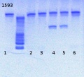 Thumbnail for version as of 14:30, 14 February 2013