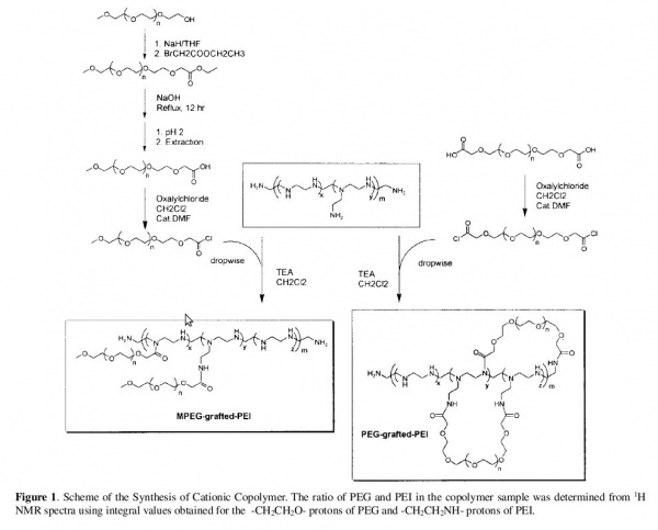 Synthesis of PEG-PEI.jpg