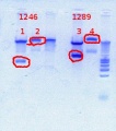 Thumbnail for version as of 09:27, 2 October 2012