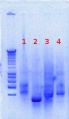 Thumbnail for version as of 14:07, 31 July 2012