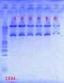 Thumbnail for version as of 13:56, 24 August 2012