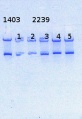 Thumbnail for version as of 15:14, 12 June 2014