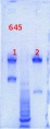 Thumbnail for version as of 12:51, 3 June 2013
