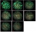 Thumbnail for version as of 11:19, 16 November 2013