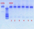 Thumbnail for version as of 14:37, 13 February 2013