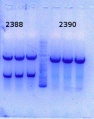 Thumbnail for version as of 14:29, 26 December 2014