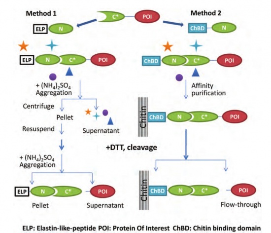 NpuDnaE protein purification.jpg