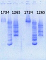 Thumbnail for version as of 15:18, 21 June 2013