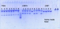 Thumbnail for version as of 14:05, 26 January 2015