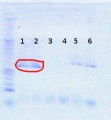 Thumbnail for version as of 12:28, 24 July 2012