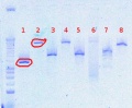 Thumbnail for version as of 13:00, 2 August 2012