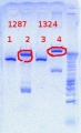 Thumbnail for version as of 15:00, 5 October 2012