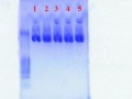 Thumbnail for version as of 13:55, 1 August 2011