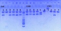 Thumbnail for version as of 15:18, 30 January 2013