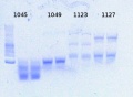 Thumbnail for version as of 17:12, 9 January 2013
