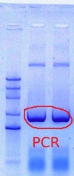 1062 1063 PCR 5.1.2012.JPG