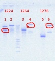 Thumbnail for version as of 14:02, 20 August 2012